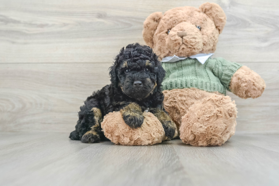 Fluffy Toy Poodle Purebred Puppy