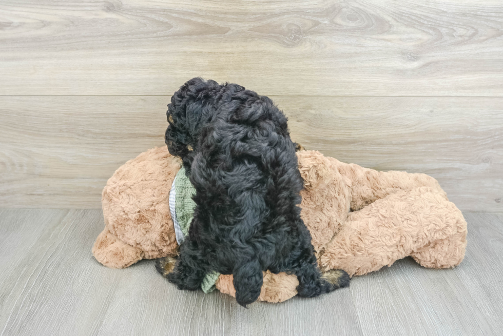 Happy Pudle Purebred Puppy