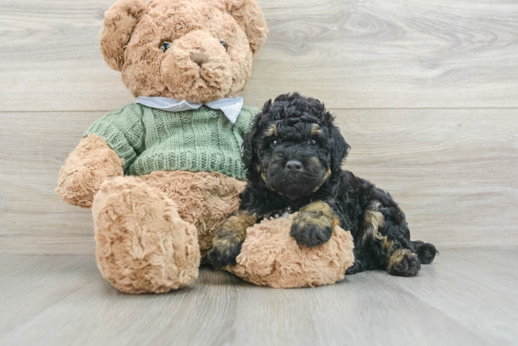 Poodle Puppy for Adoption