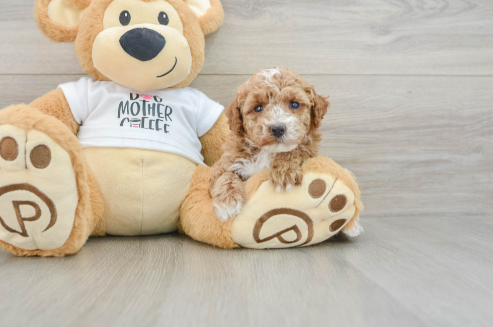 5 week old Poodle Puppy For Sale - Seaside Pups