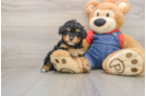 Poodle Puppy for Adoption