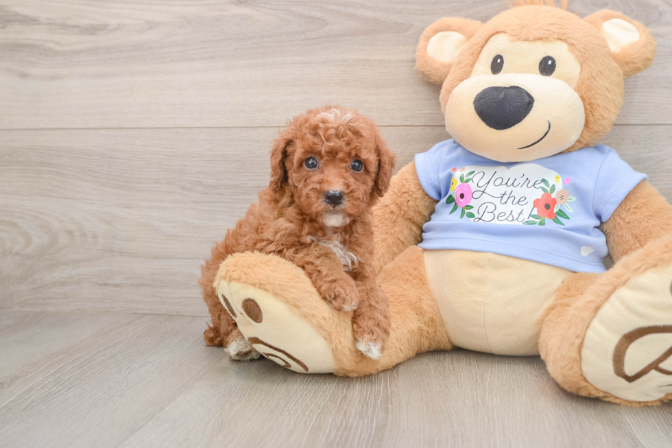 Poodle Puppy for Adoption