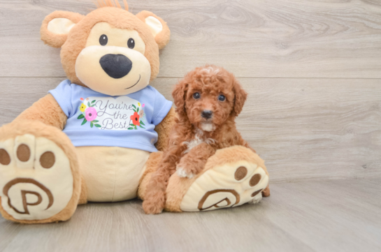 Fluffy Pudel Purebred Puppy