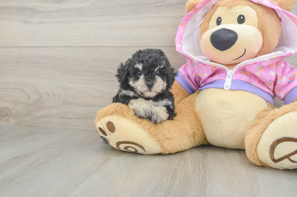 5 week old Poodle Puppy For Sale - Seaside Pups