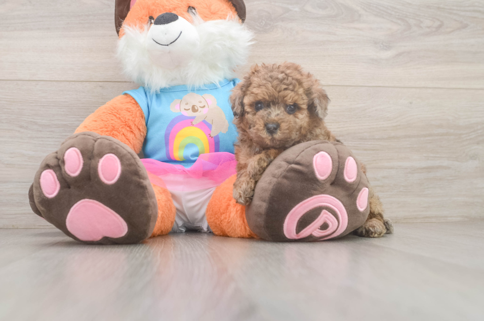 5 week old Poodle Puppy For Sale - Seaside Pups