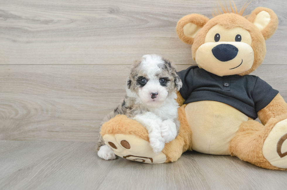 7 week old Poodle Puppy For Sale - Seaside Pups