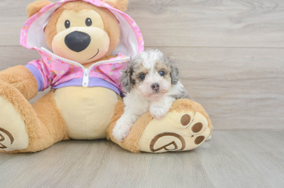 5 week old Poodle Puppy For Sale - Seaside Pups