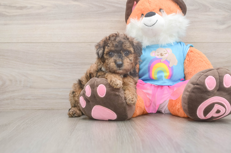 5 week old Poodle Puppy For Sale - Seaside Pups