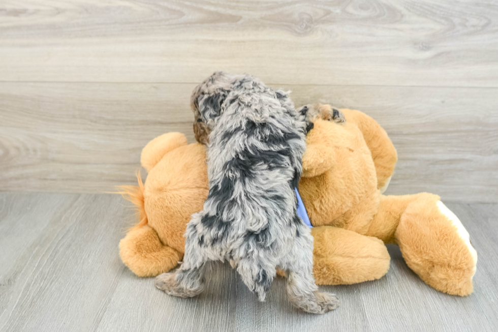 Poodle Pup Being Cute