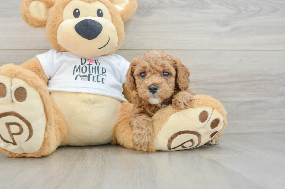 5 week old Poodle Puppy For Sale - Seaside Pups