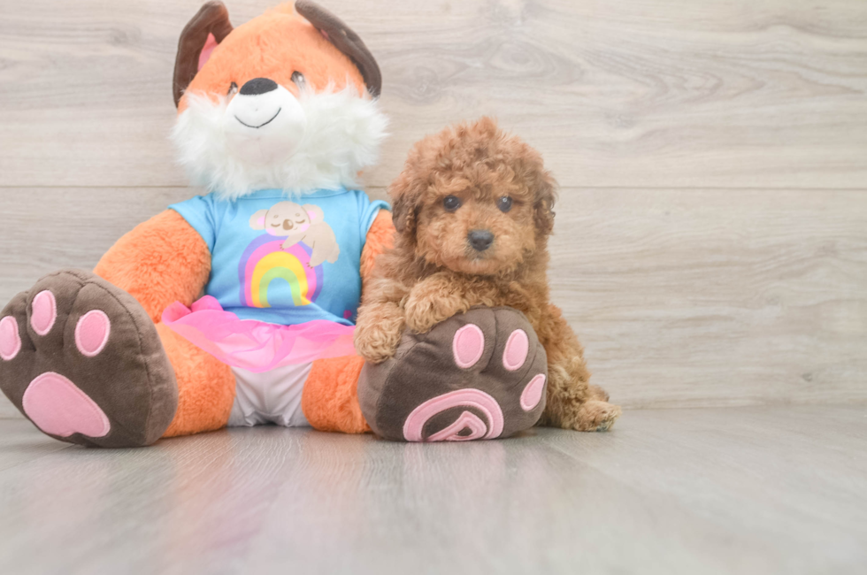 5 week old Poodle Puppy For Sale - Seaside Pups