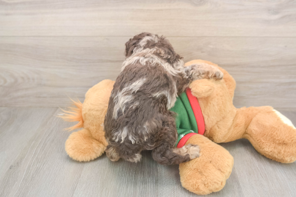 Poodle Pup Being Cute