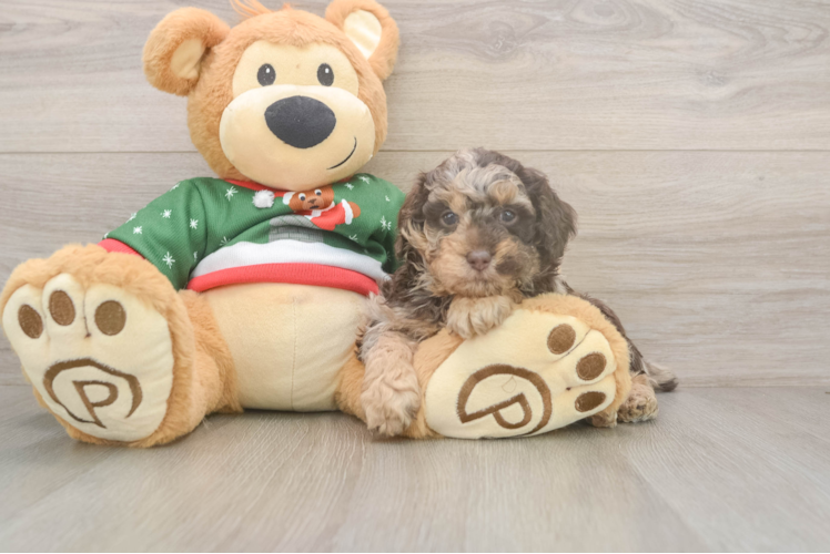 Poodle Pup Being Cute