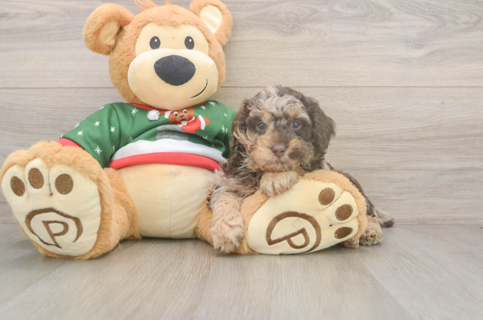 5 week old Poodle Puppy For Sale - Seaside Pups