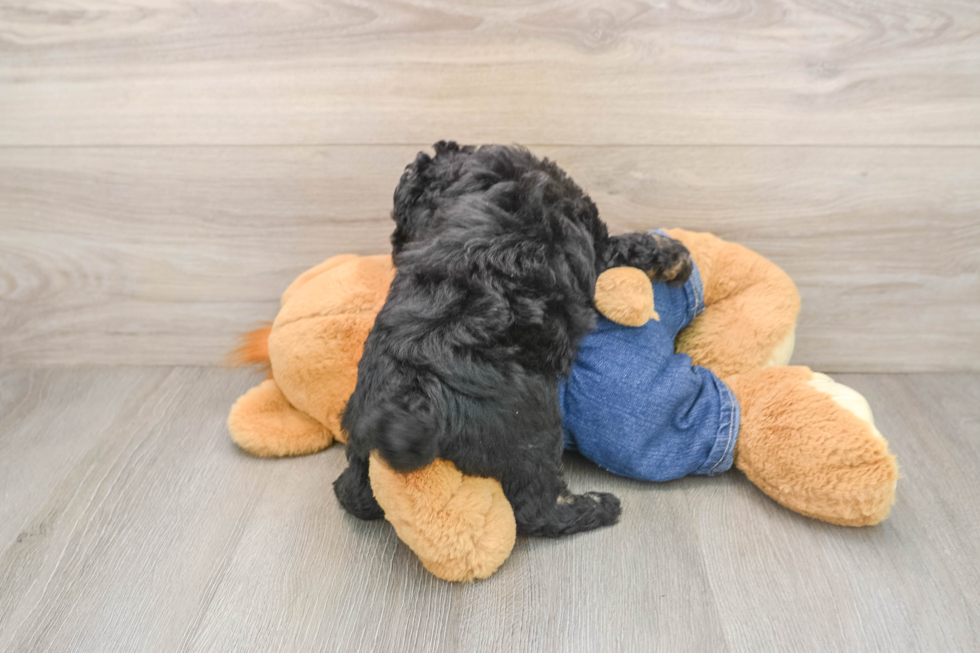 Popular Poodle Purebred Pup