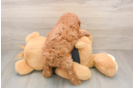 Poodle Pup Being Cute