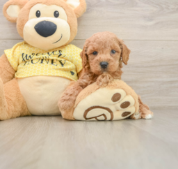 5 week old Poodle Puppy For Sale - Seaside Pups