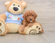 8 week old Poodle Puppy For Sale - Seaside Pups
