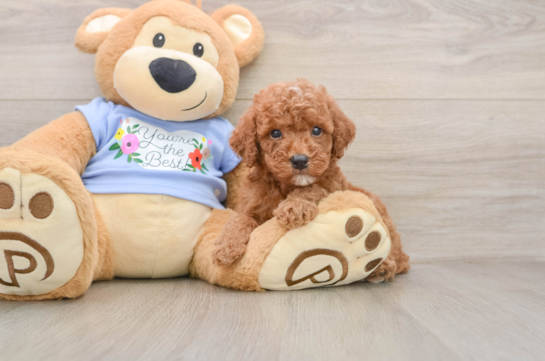 Petite Pooodle Purebred Puppy