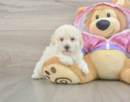 7 week old Poodle Puppy For Sale - Seaside Pups