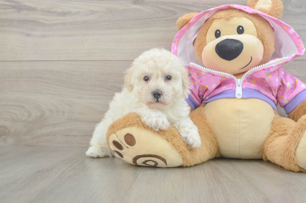 5 week old Poodle Puppy For Sale - Seaside Pups