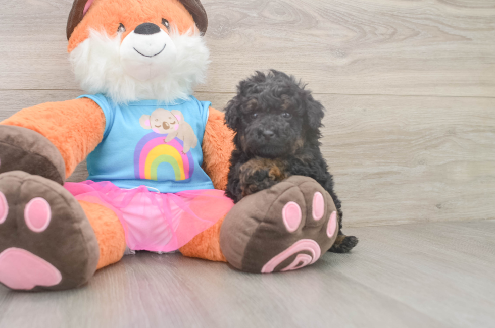 5 week old Poodle Puppy For Sale - Seaside Pups