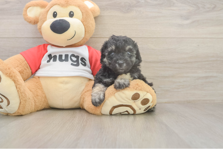 Poodle Puppy for Adoption