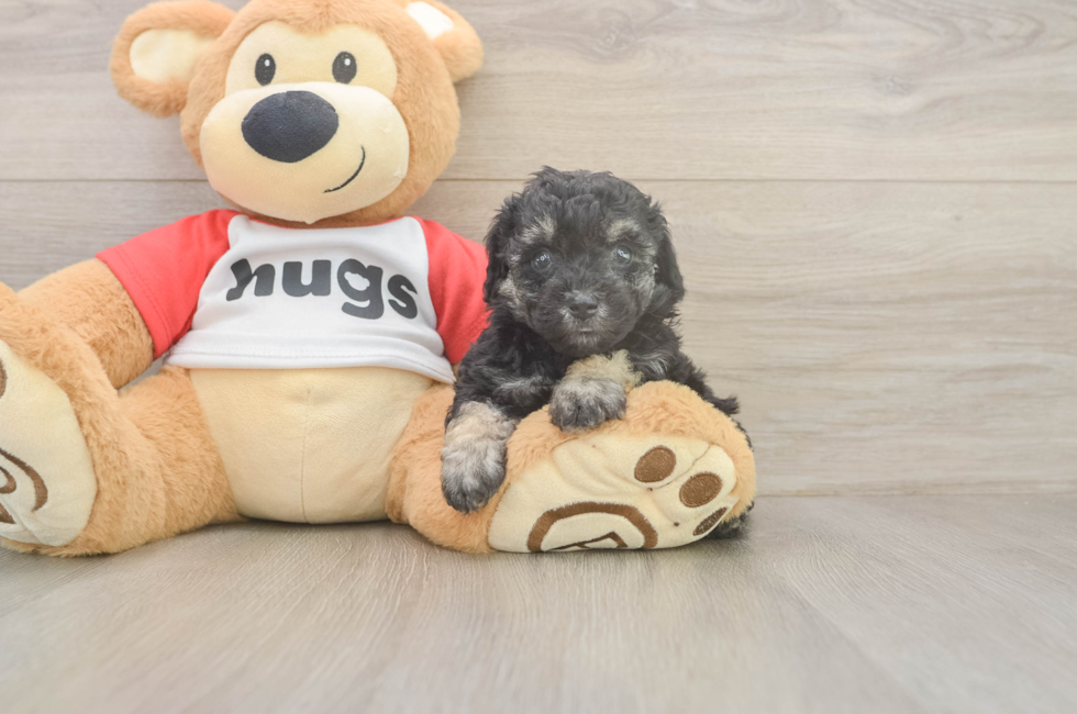 5 week old Poodle Puppy For Sale - Seaside Pups