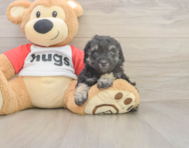 7 week old Poodle Puppy For Sale - Seaside Pups 7 week old Poodle Puppy For Sale - Seaside Pups