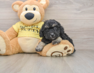 7 week old Poodle Puppy For Sale - Seaside Pups