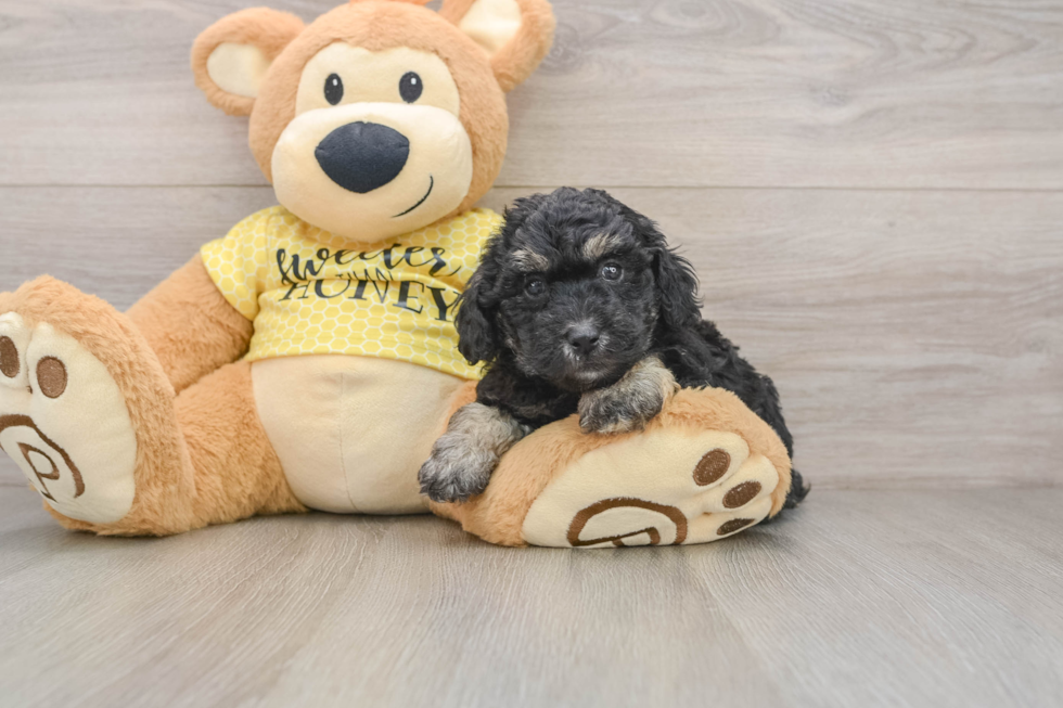 Poodle Pup Being Cute