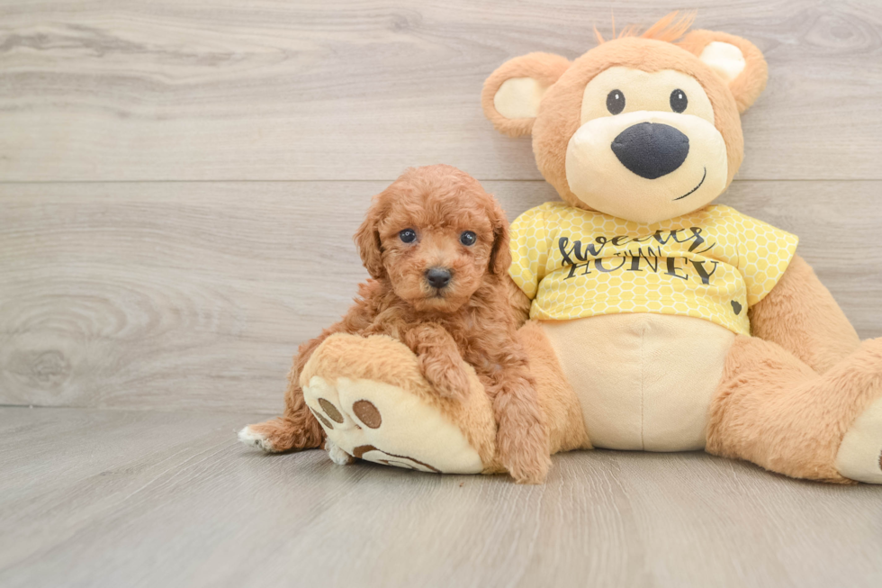 Adorable Caniche Purebred Puppy