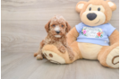 Poodle Puppy for Adoption