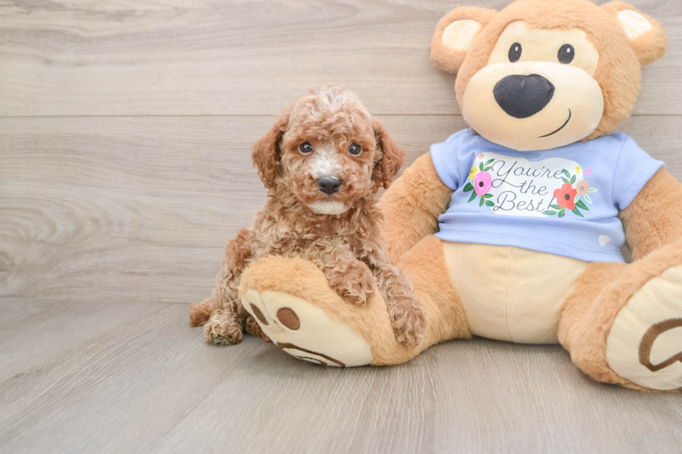 Poodle Puppy for Adoption