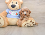 8 week old Poodle Puppy For Sale - Seaside Pups