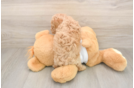 Cute Pudel Purebred Puppy