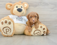 7 week old Poodle Puppy For Sale - Seaside Pups