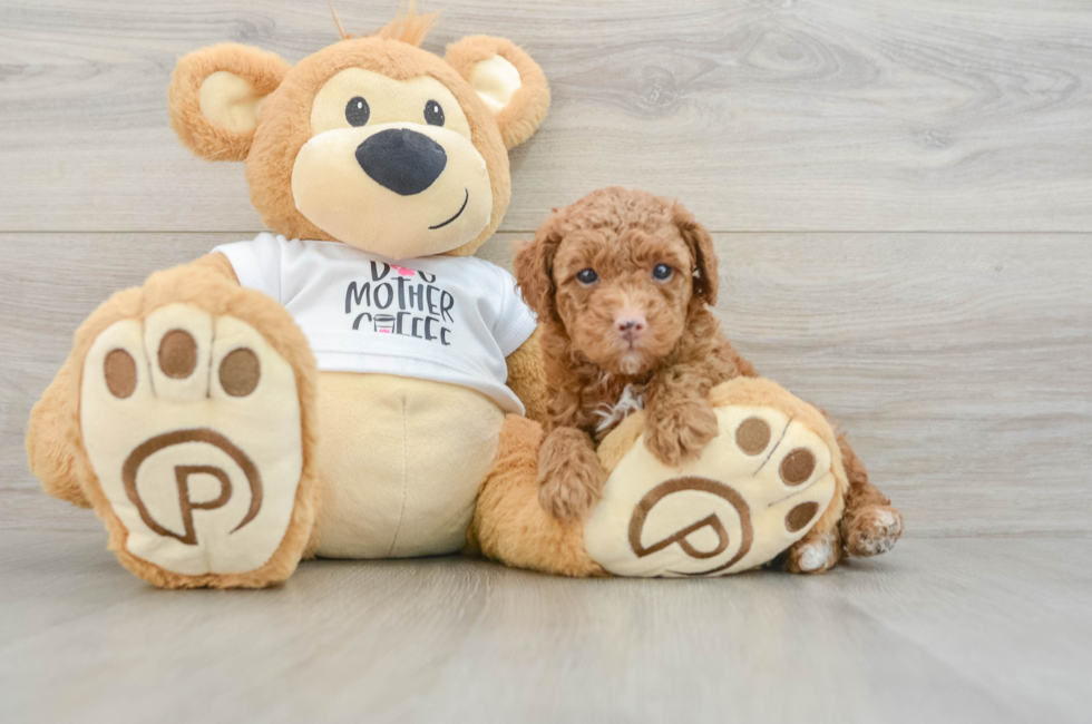 5 week old Poodle Puppy For Sale - Seaside Pups