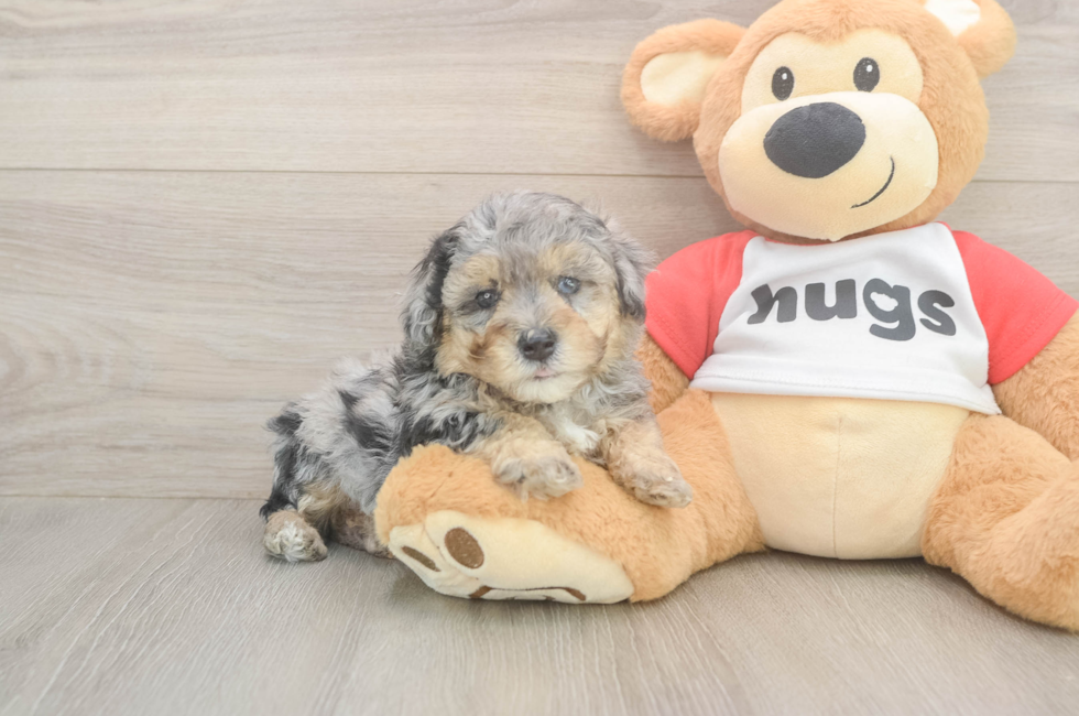 5 week old Poodle Puppy For Sale - Seaside Pups