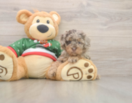 8 week old Poodle Puppy For Sale - Seaside Pups