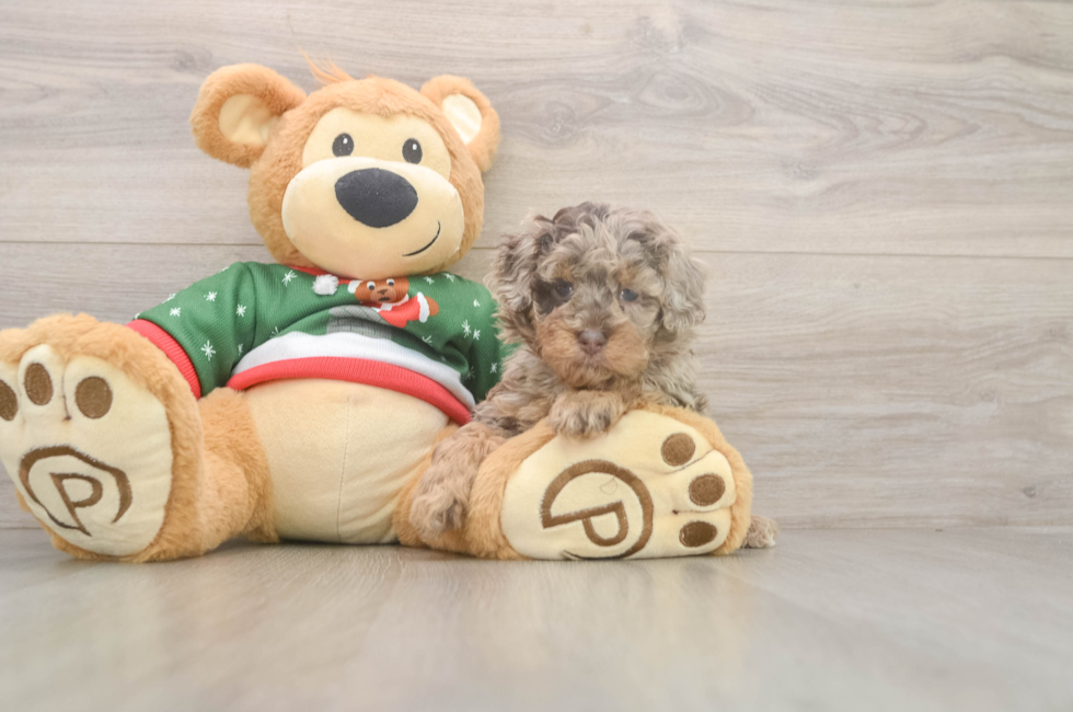 5 week old Poodle Puppy For Sale - Seaside Pups