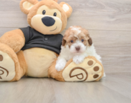 7 week old Poodle Puppy For Sale - Seaside Pups