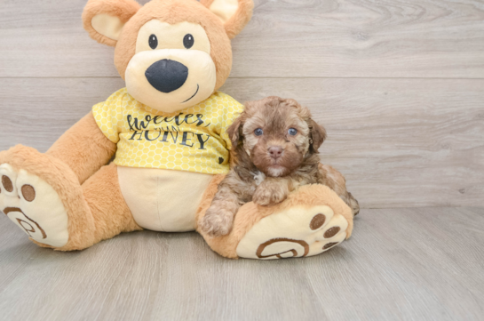 Akc Registered Poodle Baby