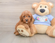 8 week old Poodle Puppy For Sale - Seaside Pups