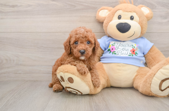 Poodle Pup Being Cute