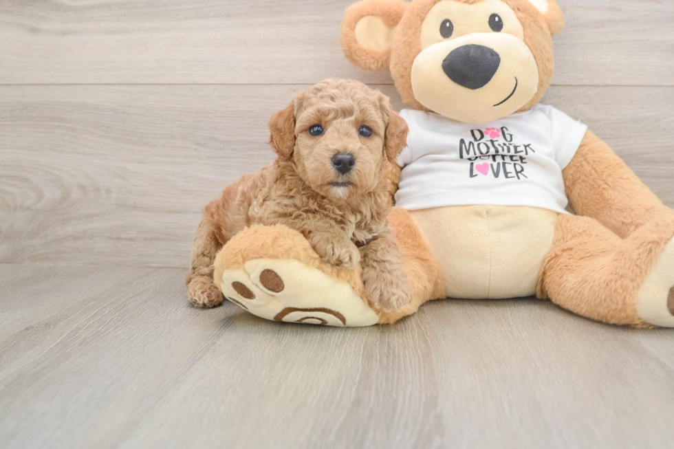 Poodle Puppy for Adoption