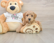 7 week old Poodle Puppy For Sale - Seaside Pups