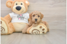 Small Poodle Purebred Pup
