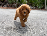 10 week old Poodle Puppy For Sale - Seaside Pups