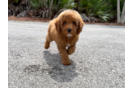 Poodle Puppy for Adoption